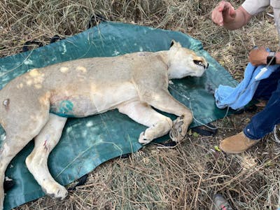 Melany Melkonyan: sedated lion