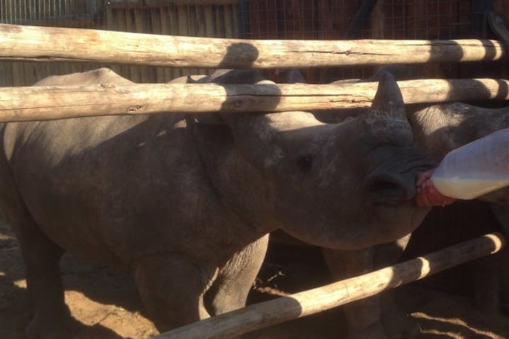 An ACE student bottle feeding baby rhino at Care for Wild Africa