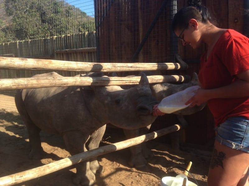 An ACE student bottle feeding baby rhino at Care for Wild Africa