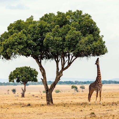 A giraffe reaching for a leaves on a tall tree