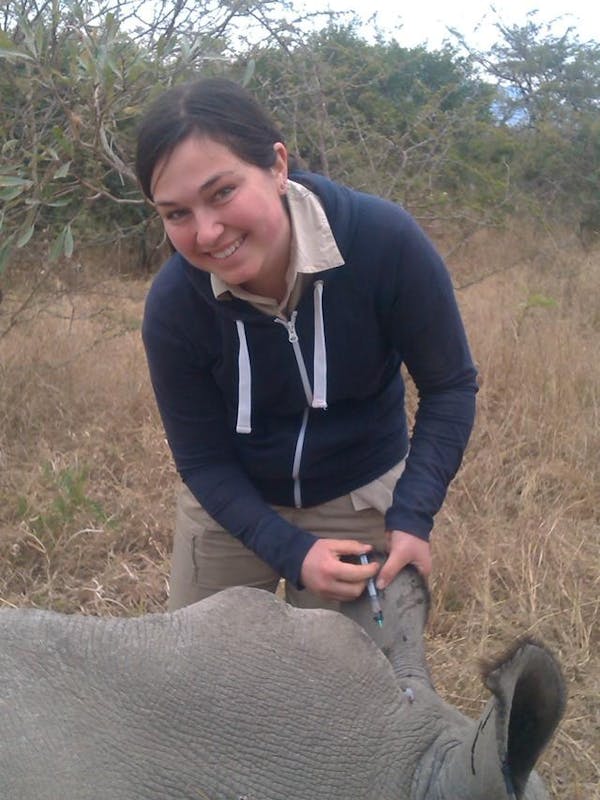 Sophie Gates: injecting a rhino's ear
