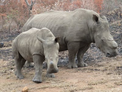 Rebecca Bower: two rhinos