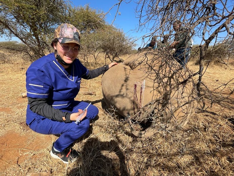 Michelle Roegiers: posing next to a sedated rhino