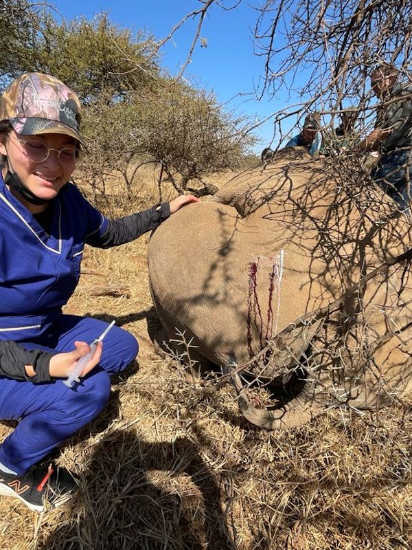 Michelle Roegiers: posing next to a sedated rhino