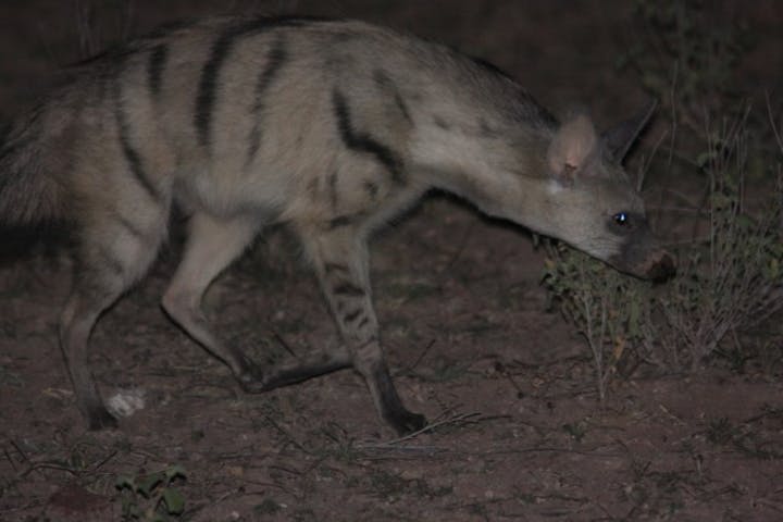 Aardwolf seen at night