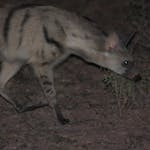 Aardwolf seen at night