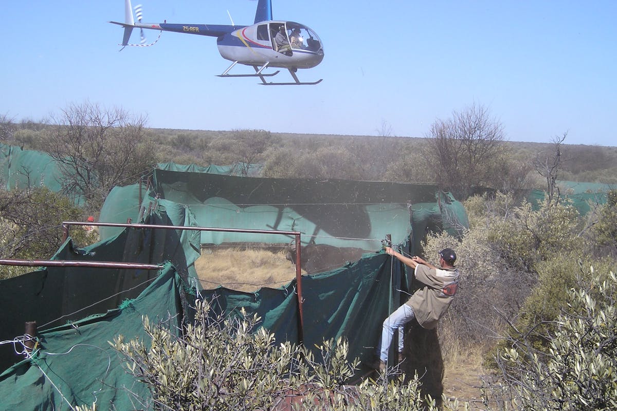 Helicopter and bomas capture