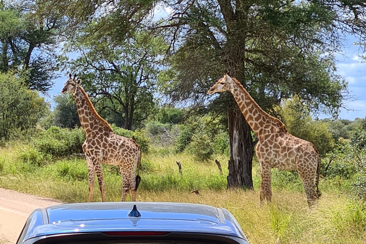 Mira van Duin: giraffe viewed from vehicle