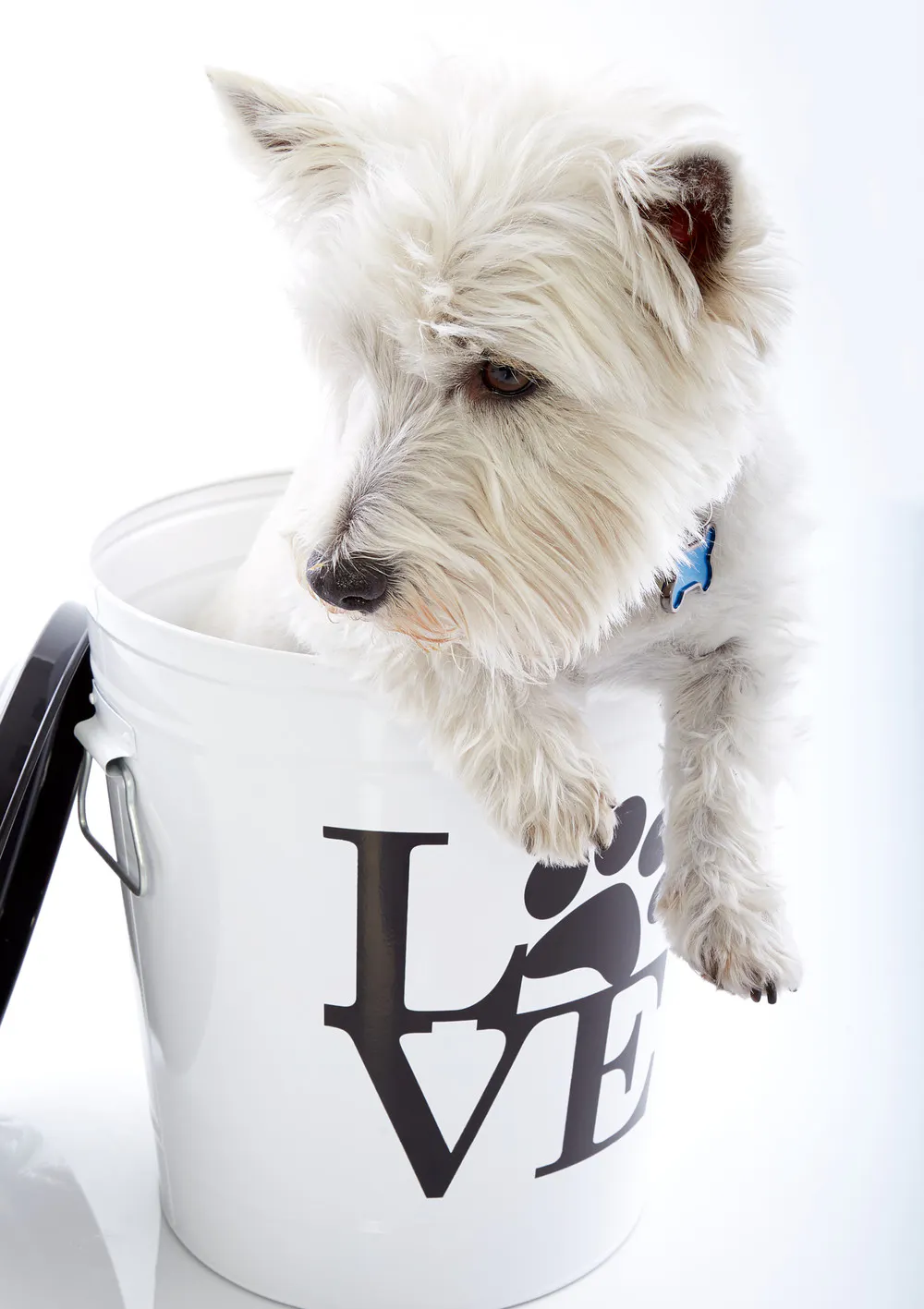 Bl_Aug16_DogFoodContainers