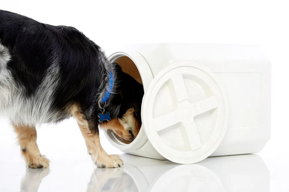 Bl_Aug16_DogFoodContainers