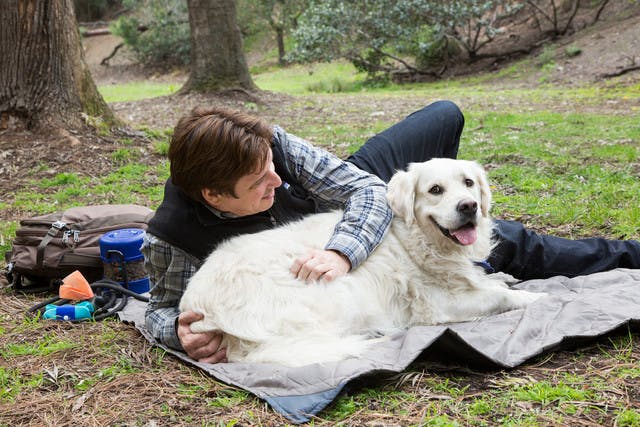 Pet Travel-Tainer  The Container Store