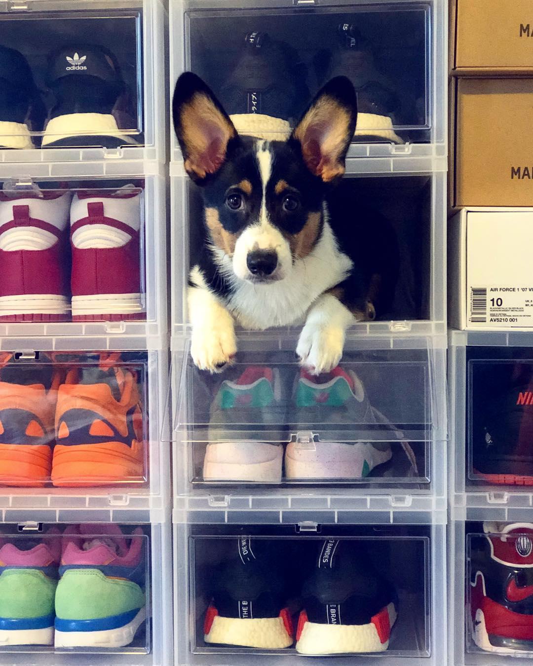 Container store hotsell dog friendly