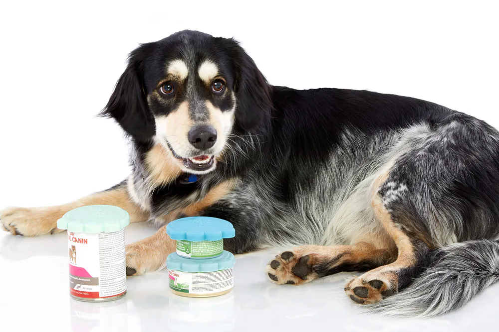 Bl_Aug16_DogFoodContainers