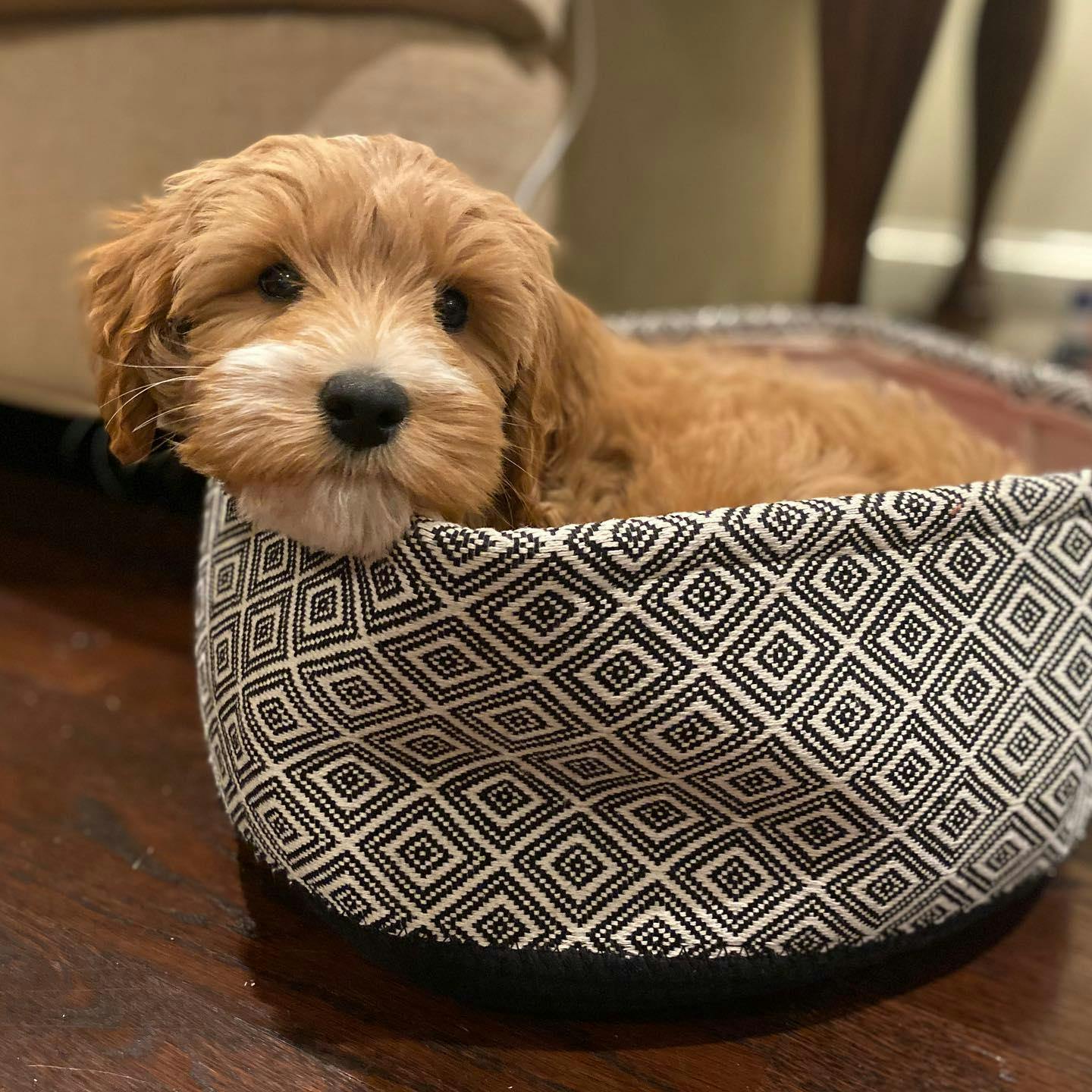 are dogs allowed in the container store