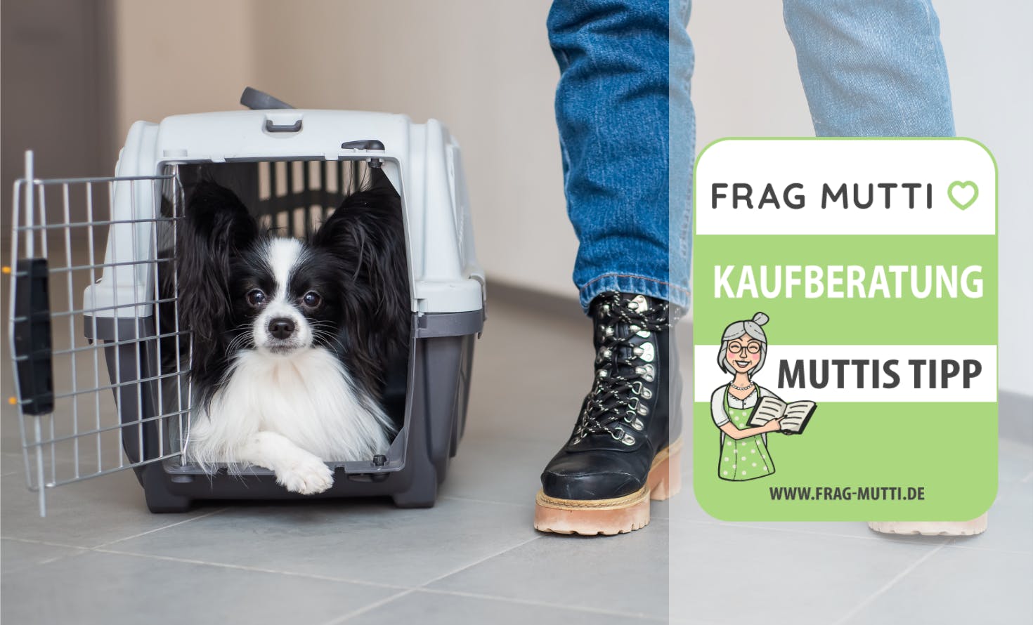 Welche Hundebox fürs Auto? Hundeboxen Test - Ratgeber 