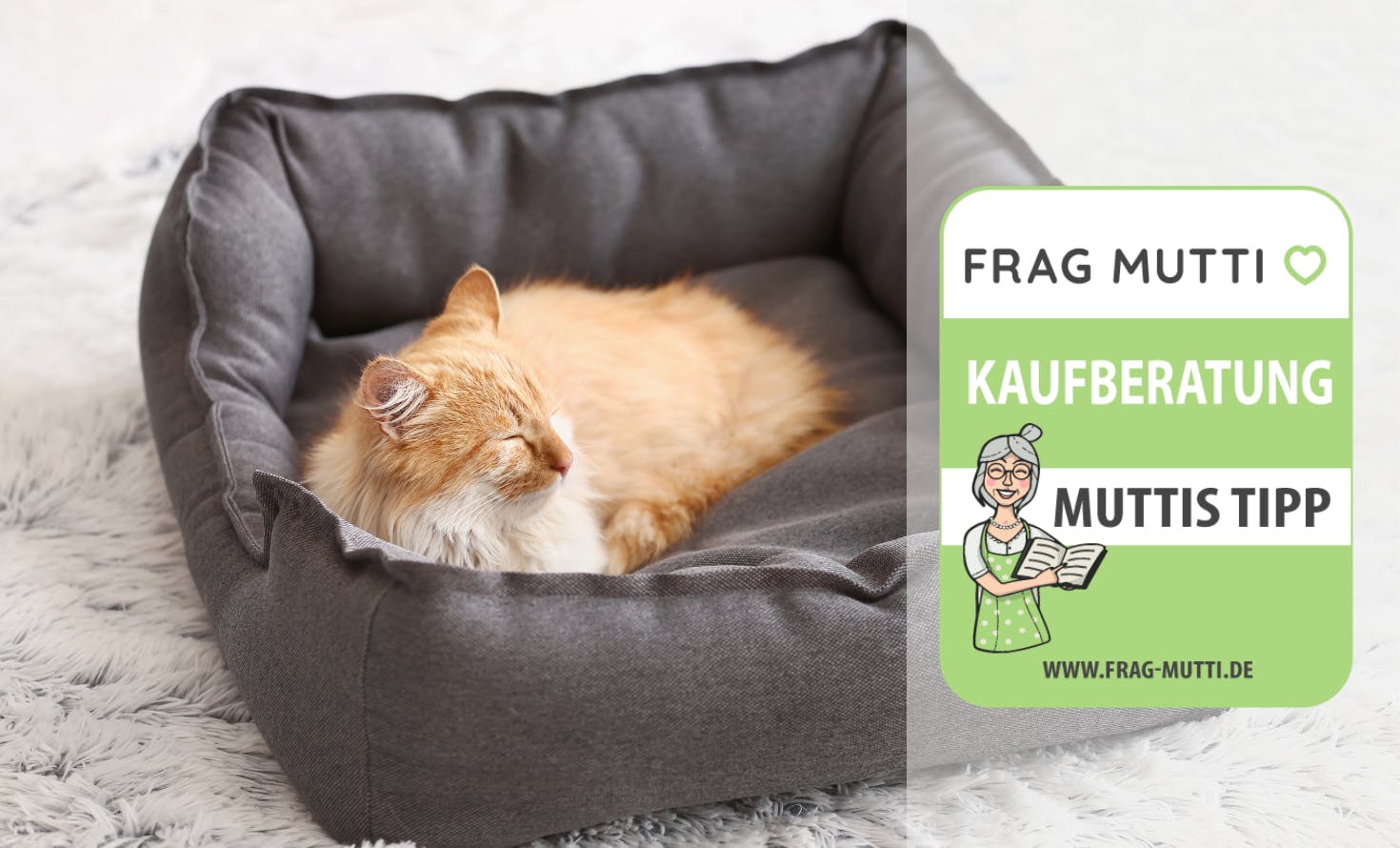 Katze im Auto Anschnallen – Die 15 besten Produkte im Vergleich