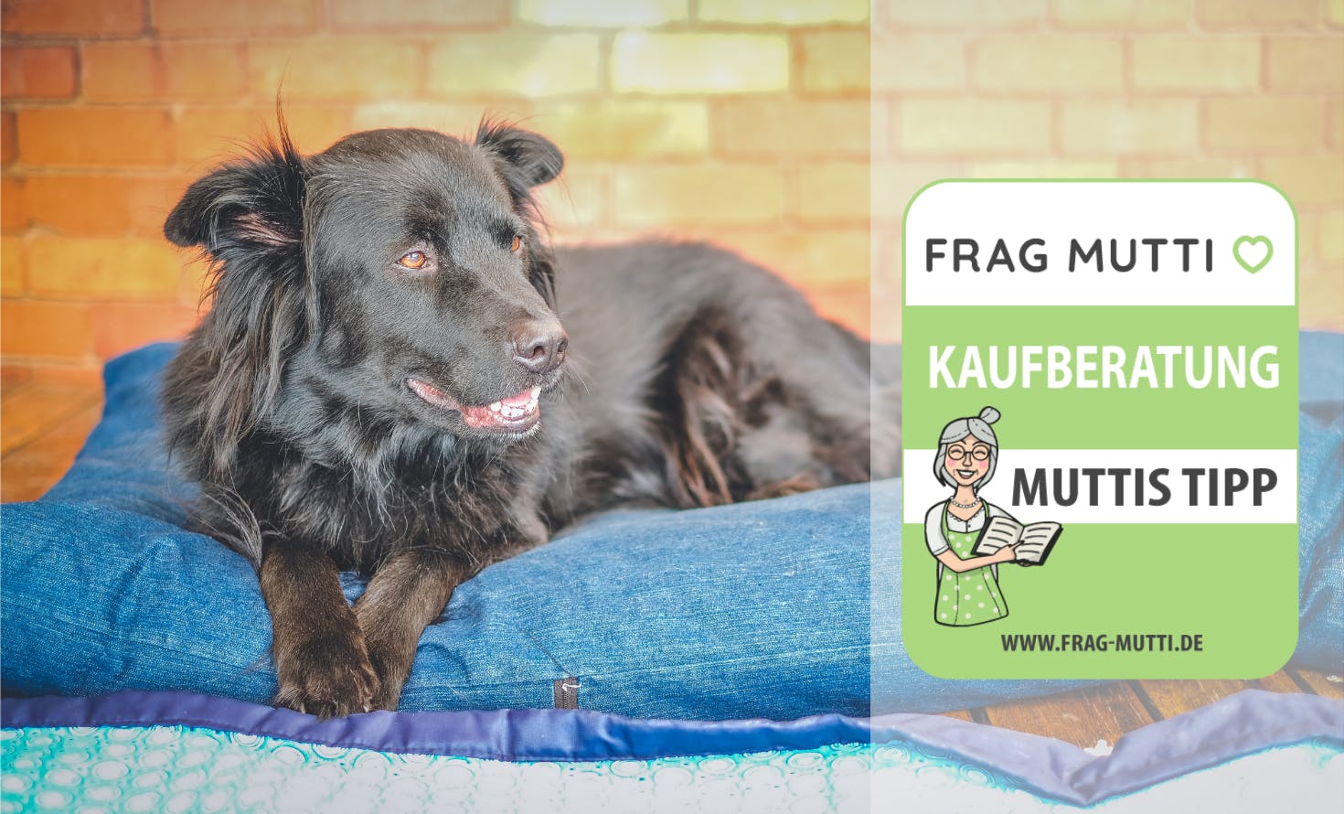 Hundekissen Kaufempfehlung