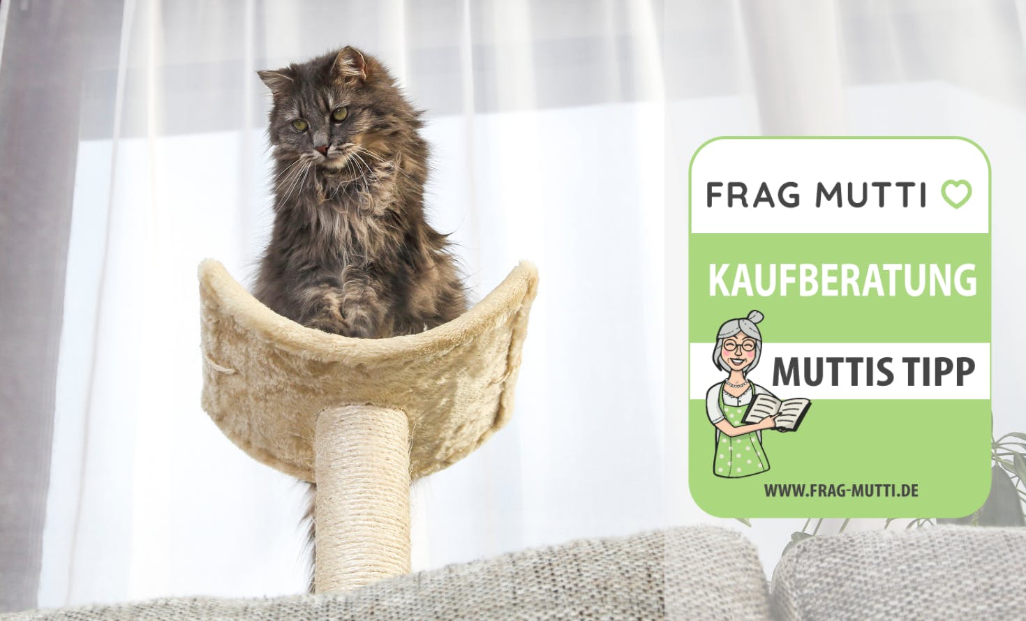 Katzenbaum Kaufberatung