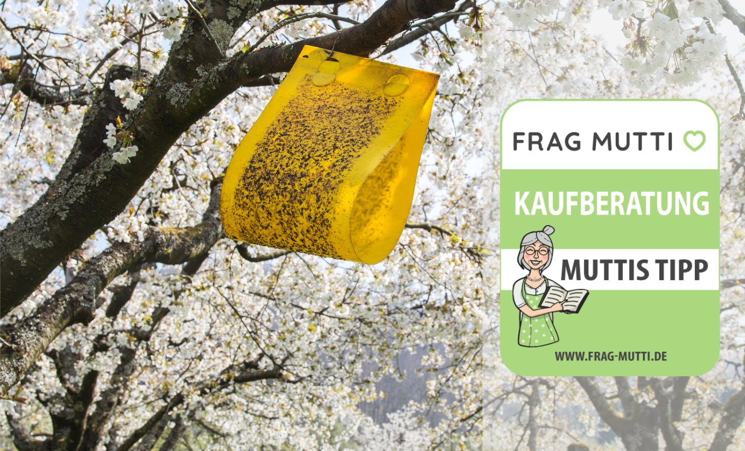 Fruchtfliegenfalle Kaufempfehlung