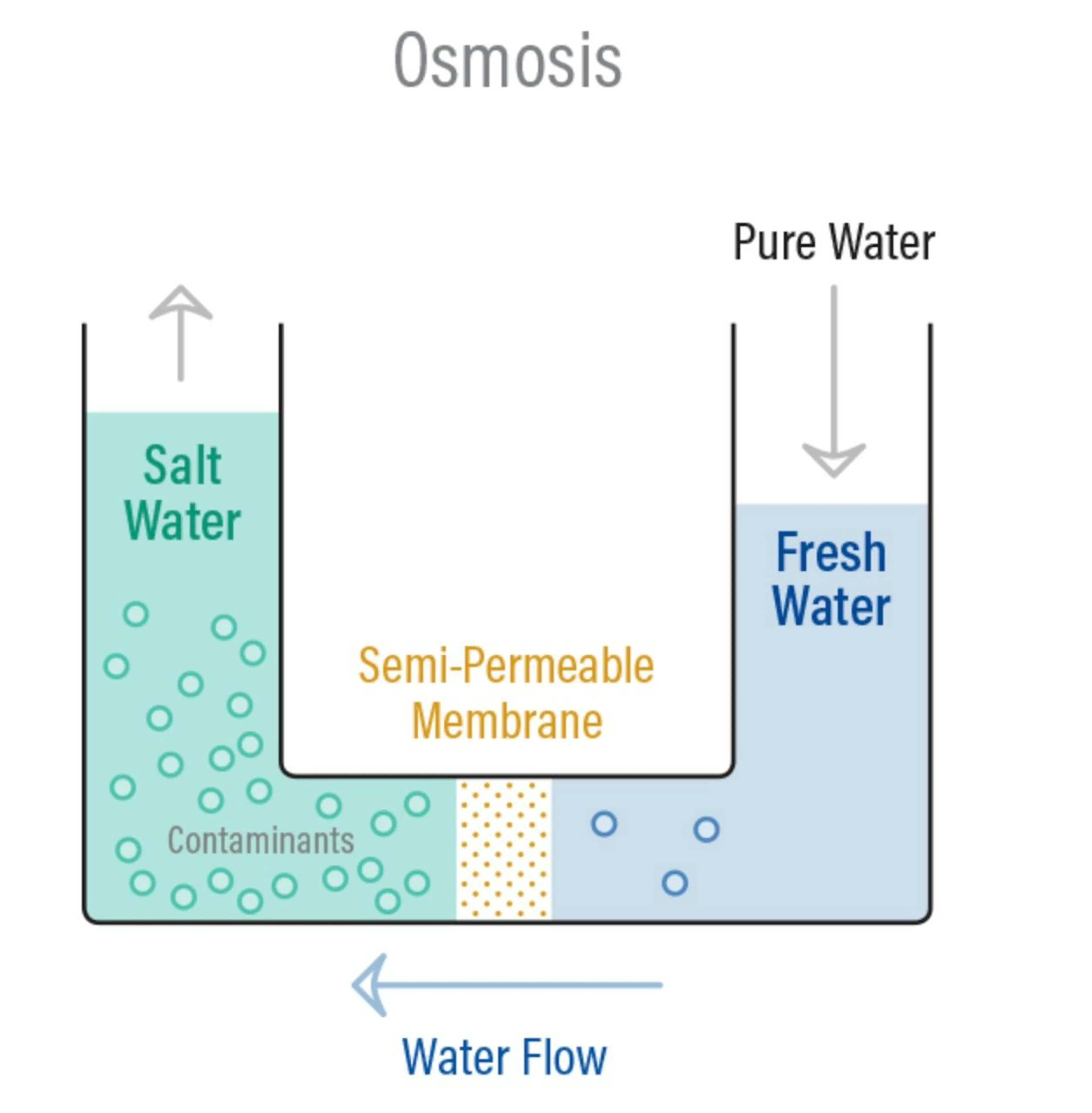 Diagram of osmosis, water moving across a semi-permeable membrane from fresh water toward salt water