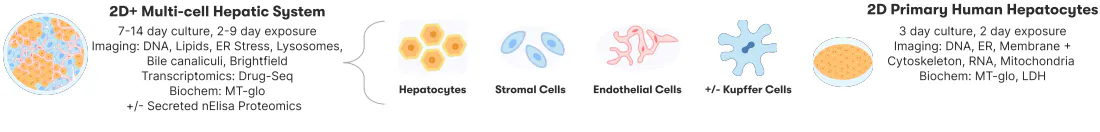 Diagram of Axiom's two assay systems, a 2D+ multi-cell hepatic system with hepatocytes, stromal cells, endothelial cells, and optional Kupffer cells on a 7-14 day culture, and a 2D primary human hepatocyte assay on a three-day culture, with the imaging and biochemical readouts for each.