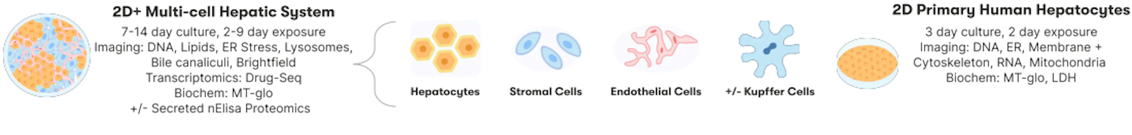 Diagram of Axiom's two assay systems, a 2D+ multi-cell hepatic system with hepatocytes, stromal cells, endothelial cells, and optional Kupffer cells on a 7-14 day culture, and a 2D primary human hepatocyte assay on a three-day culture, with the imaging and biochemical readouts for each.