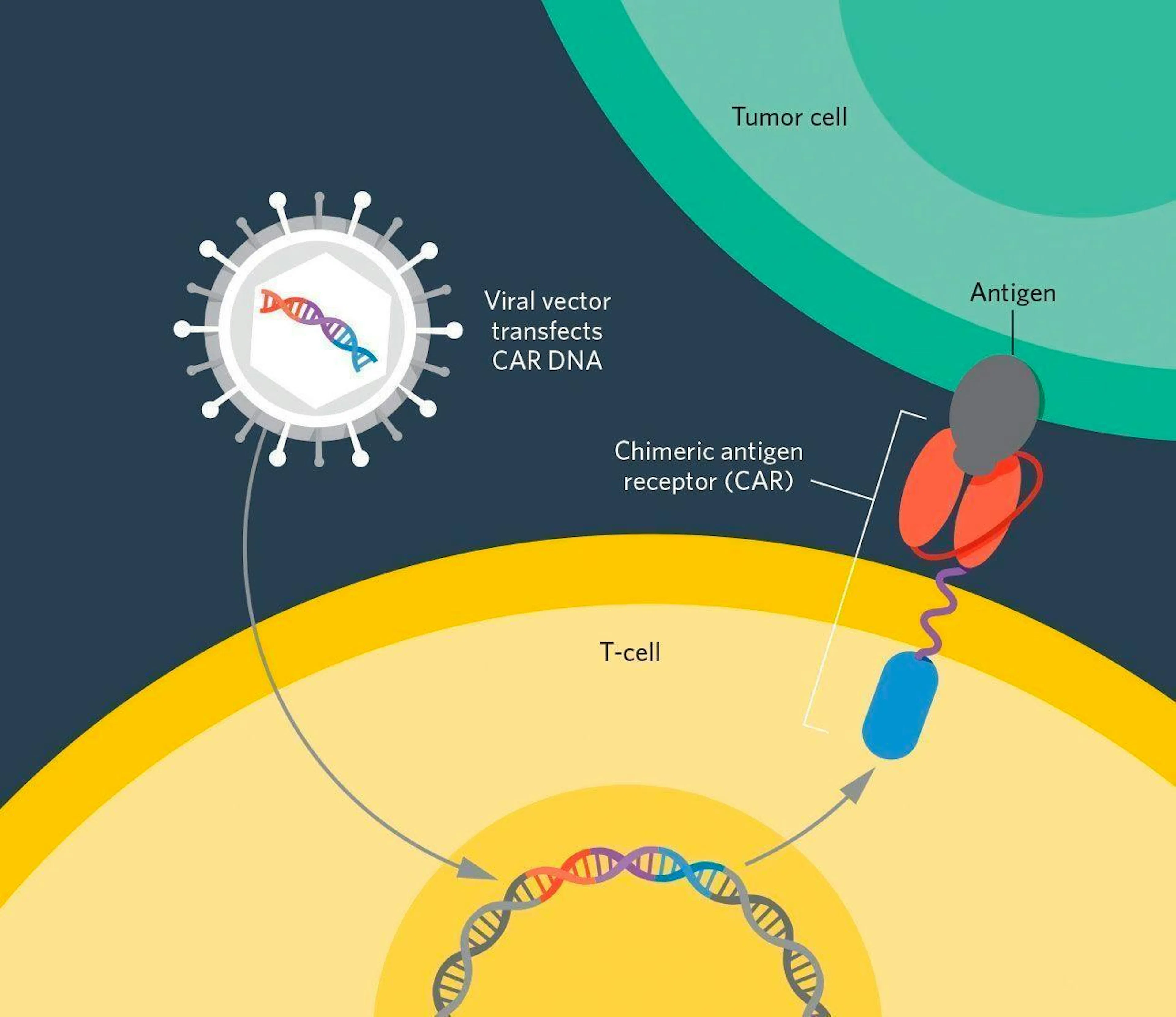 Diagram of CAR T-cell therapy, a viral vector delivering CAR DNA so the engineered T-cell's receptor binds a tumour antigen