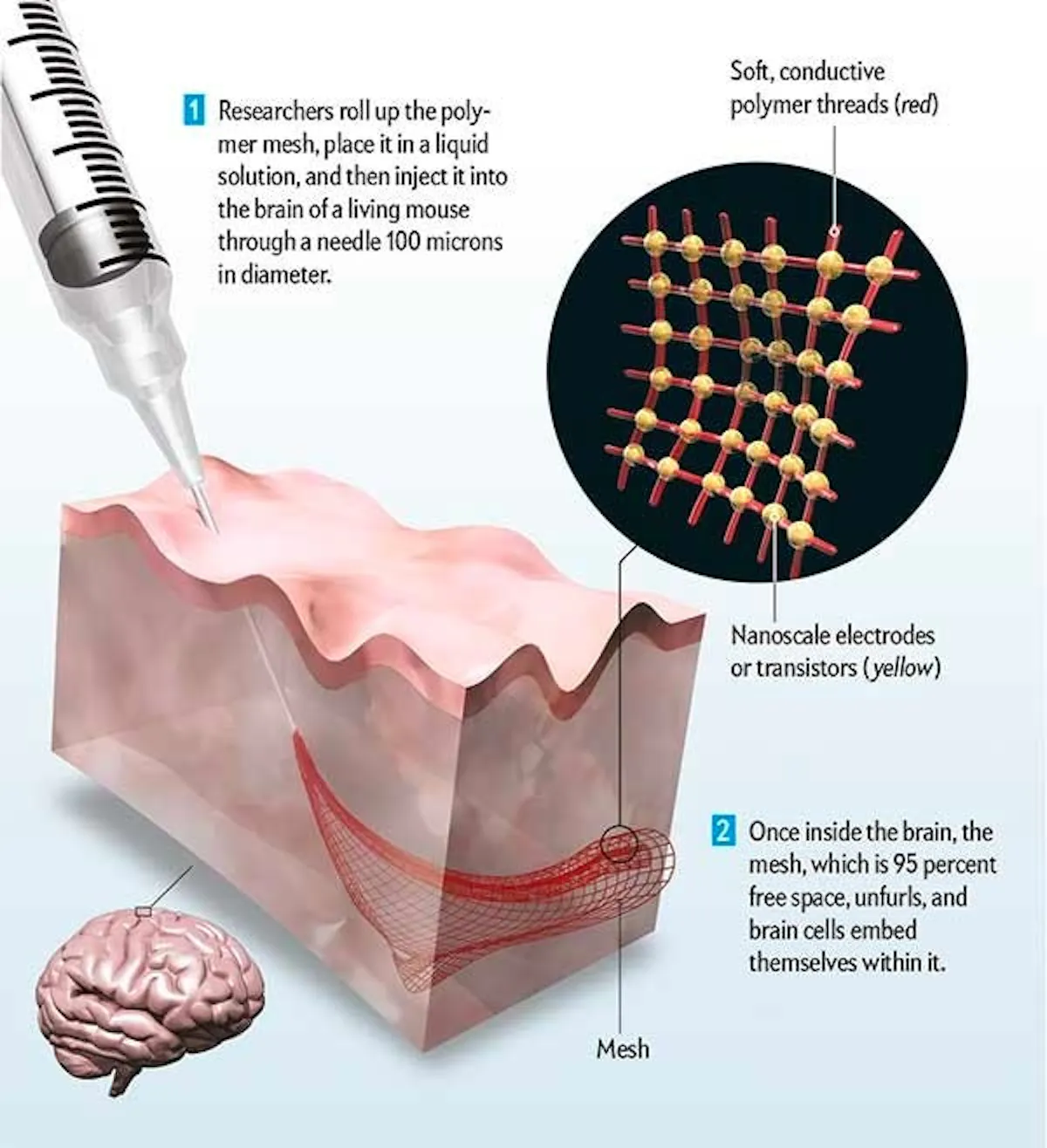 Illustration of an injectable flexible mesh electrode array unfurling inside brain tissue, with a detail of its conductive polymer threads
