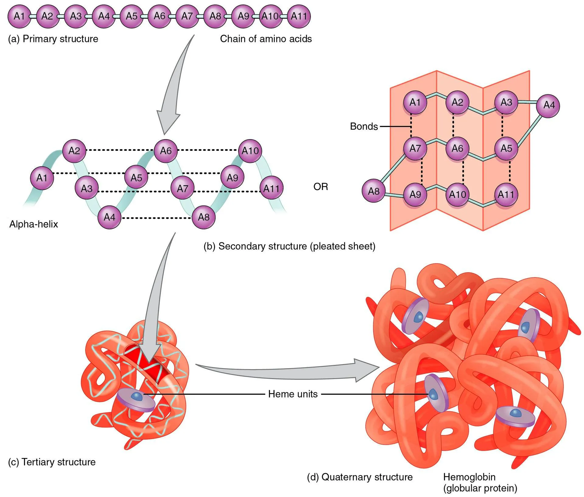 Diagram of the four levels of protein structure, from amino acid chain through helix and sheet to folded haemoglobin
