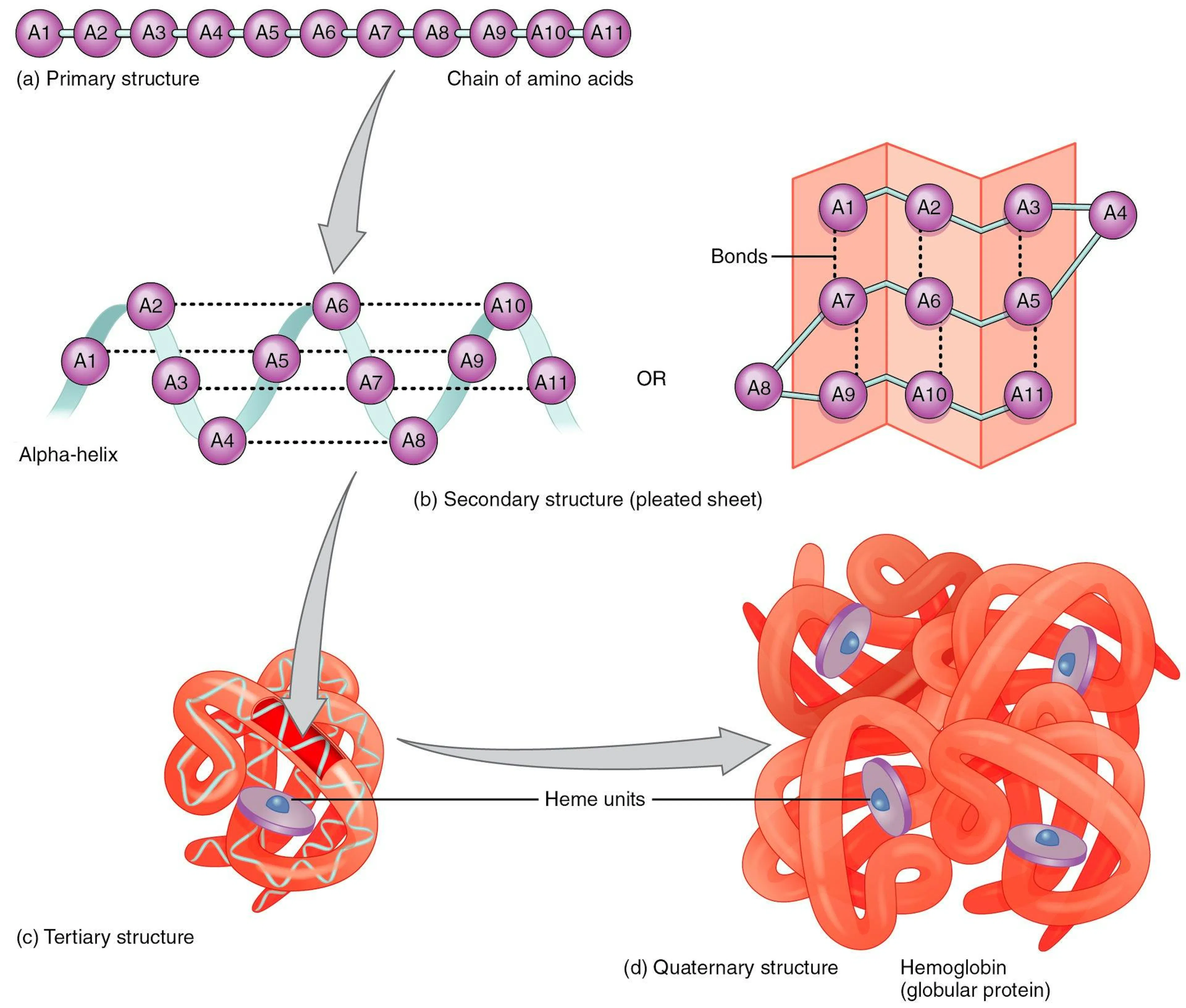 Diagram of the four levels of protein structure, from amino acid chain through helix and sheet to folded haemoglobin