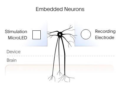 Diagram of embedded neurons crossing a device–brain boundary