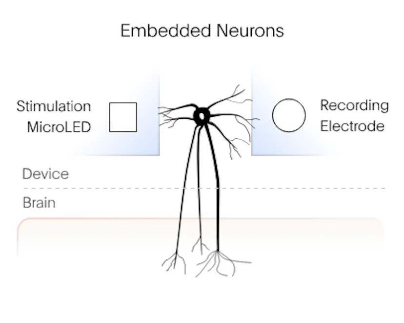 Diagram of embedded neurons crossing a device–brain boundary