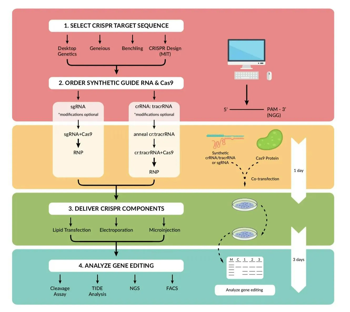 Four-stage CRISPR workflow: select the target sequence, order synthetic guide RNA and Cas9, deliver the components, then analyse the edit