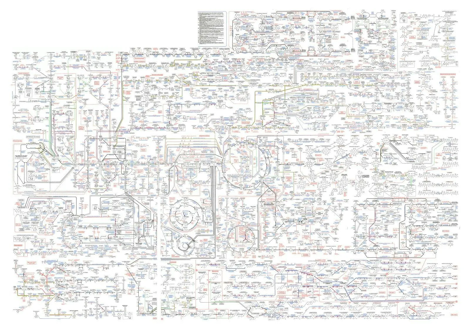 Roche's Biochemical Pathways wall chart, a dense map of the cell's metabolic network