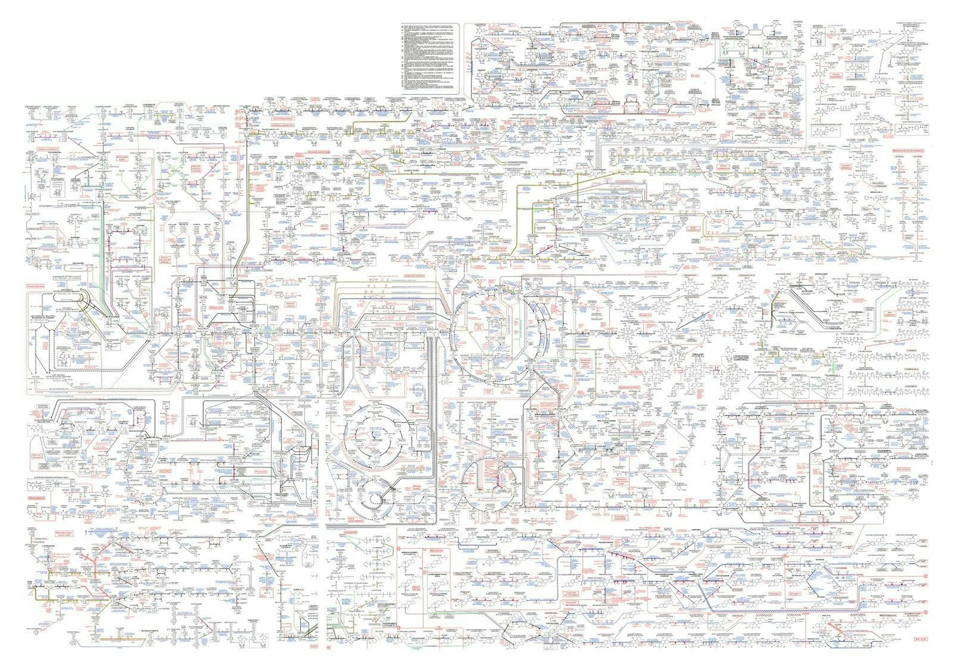 Roche's Biochemical Pathways wall chart, a dense map of the cell's metabolic network