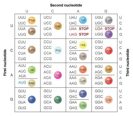 The genetic code table, mapping each nucleotide triplet to its amino acid or stop codon
