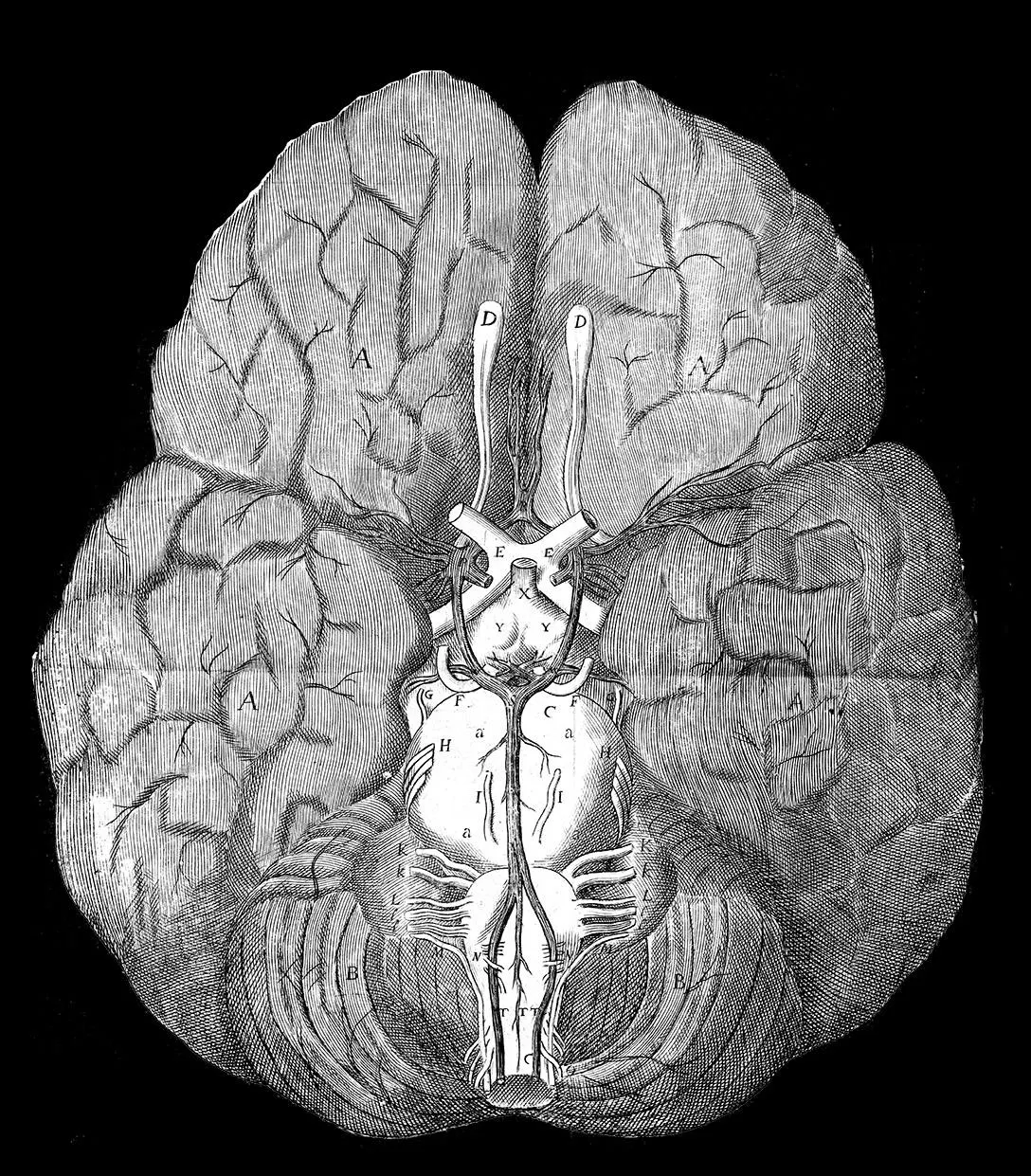 Antique anatomical engraving of the underside of the human brain, showing cerebral hemispheres, brainstem and cerebellum