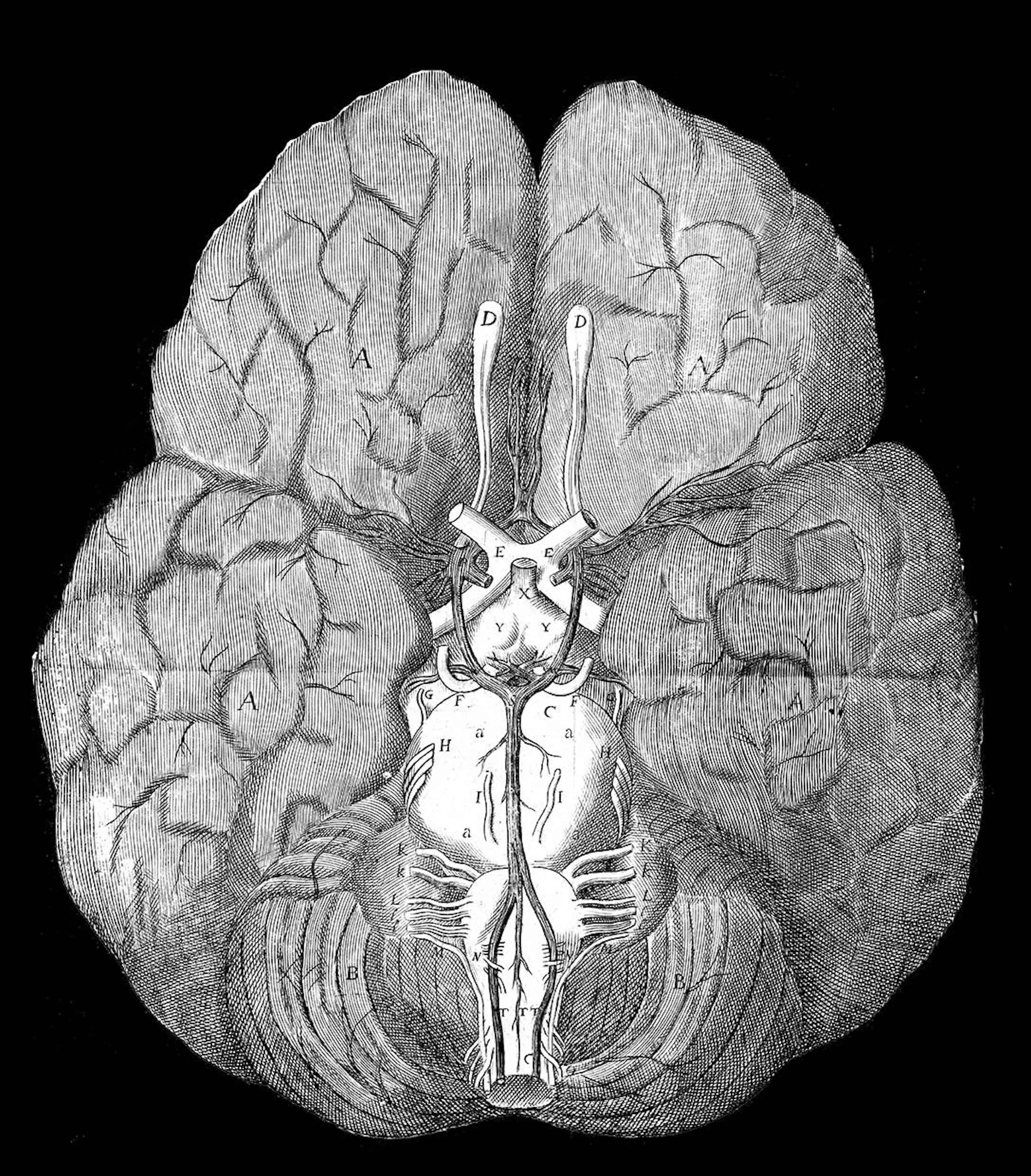 Antique anatomical engraving of the underside of the human brain, showing cerebral hemispheres, brainstem and cerebellum