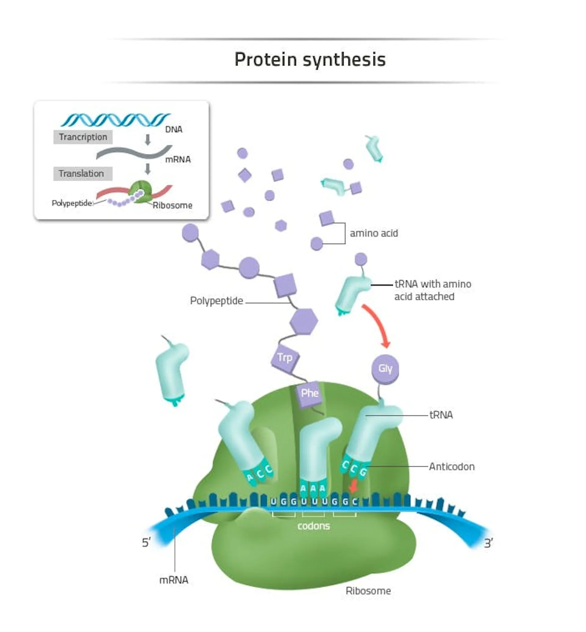 Diagram of protein synthesis, tRNA delivering amino acids to a ribosome reading codons along mRNA