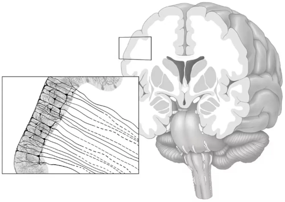 Illustration of the cerebral cortex as a thin outer layer, with an inset showing its columnar cell structure