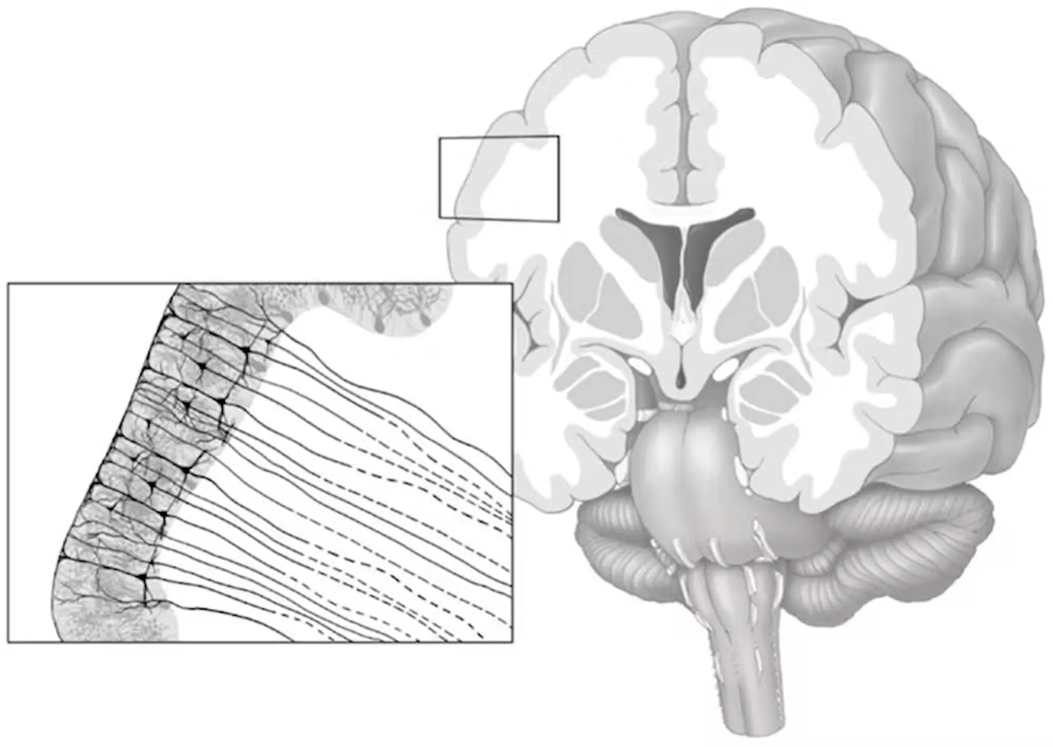 Illustration of the cerebral cortex as a thin outer layer, with an inset showing its columnar cell structure