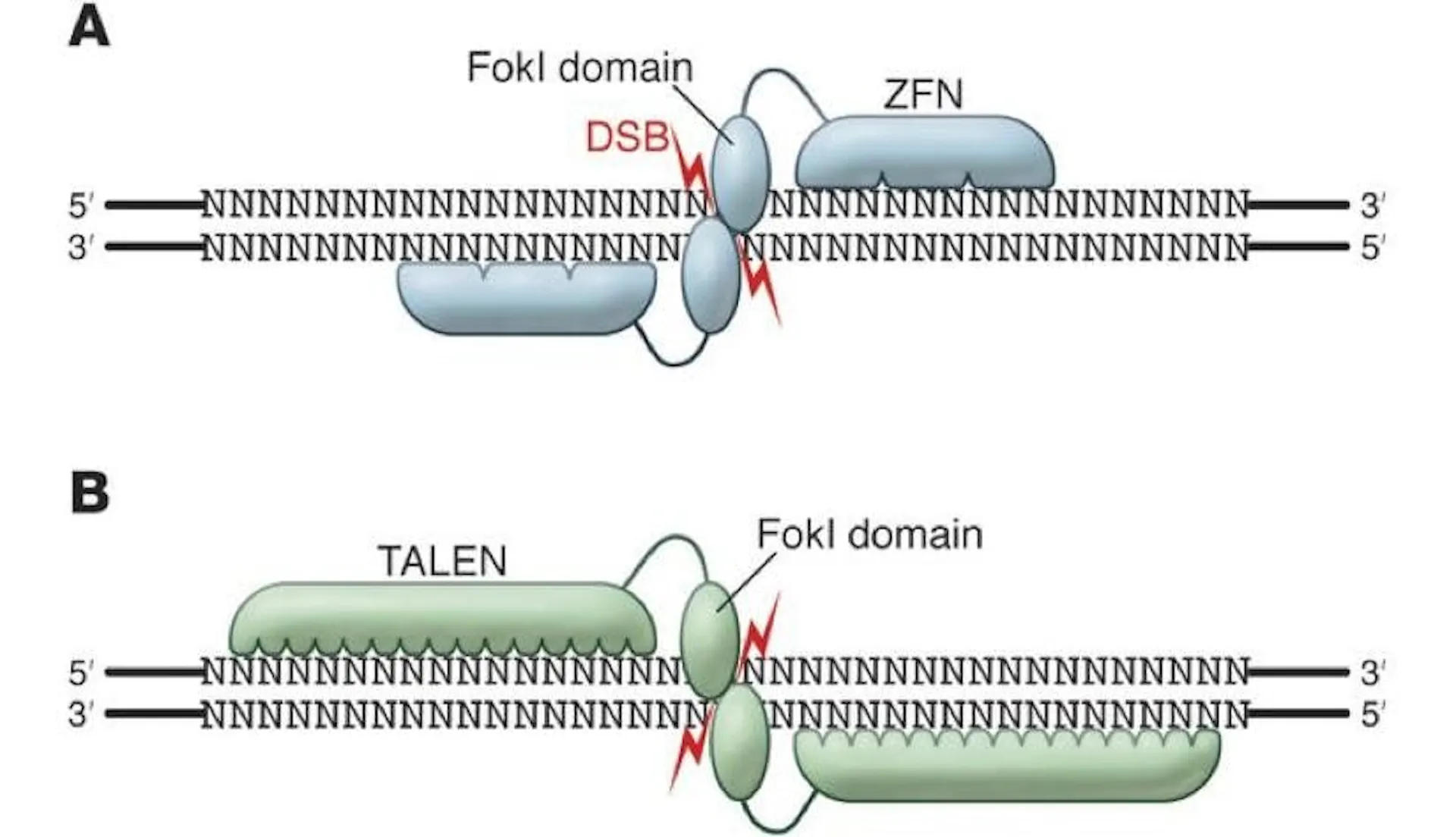 Diagram comparing zinc finger nucleases and TALENs, each pairing a DNA-binding domain with a FokI cutting domain at a double-strand break