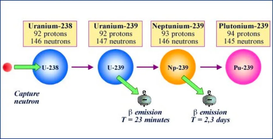 Diagram of plutonium breeding, uranium-238 capturing a neutron and decaying through uranium-239 and neptunium-239 to plutonium-239