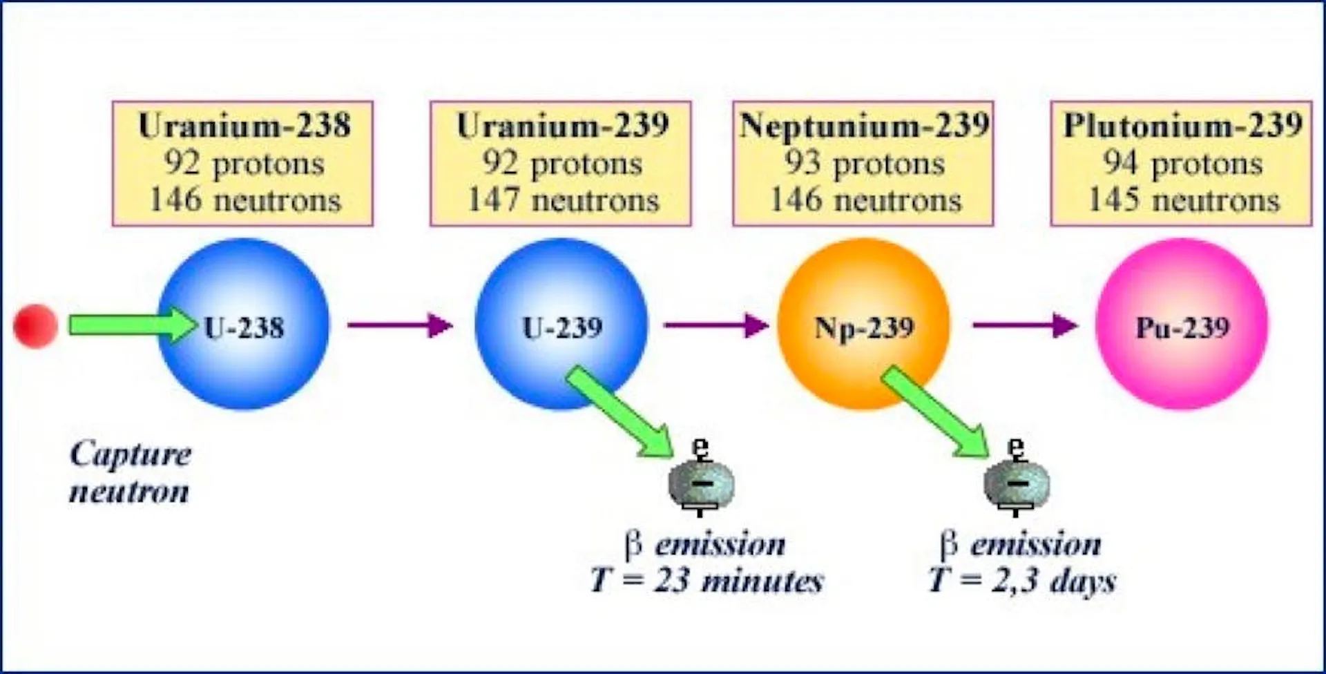 Diagram of plutonium breeding, uranium-238 capturing a neutron and decaying through uranium-239 and neptunium-239 to plutonium-239
