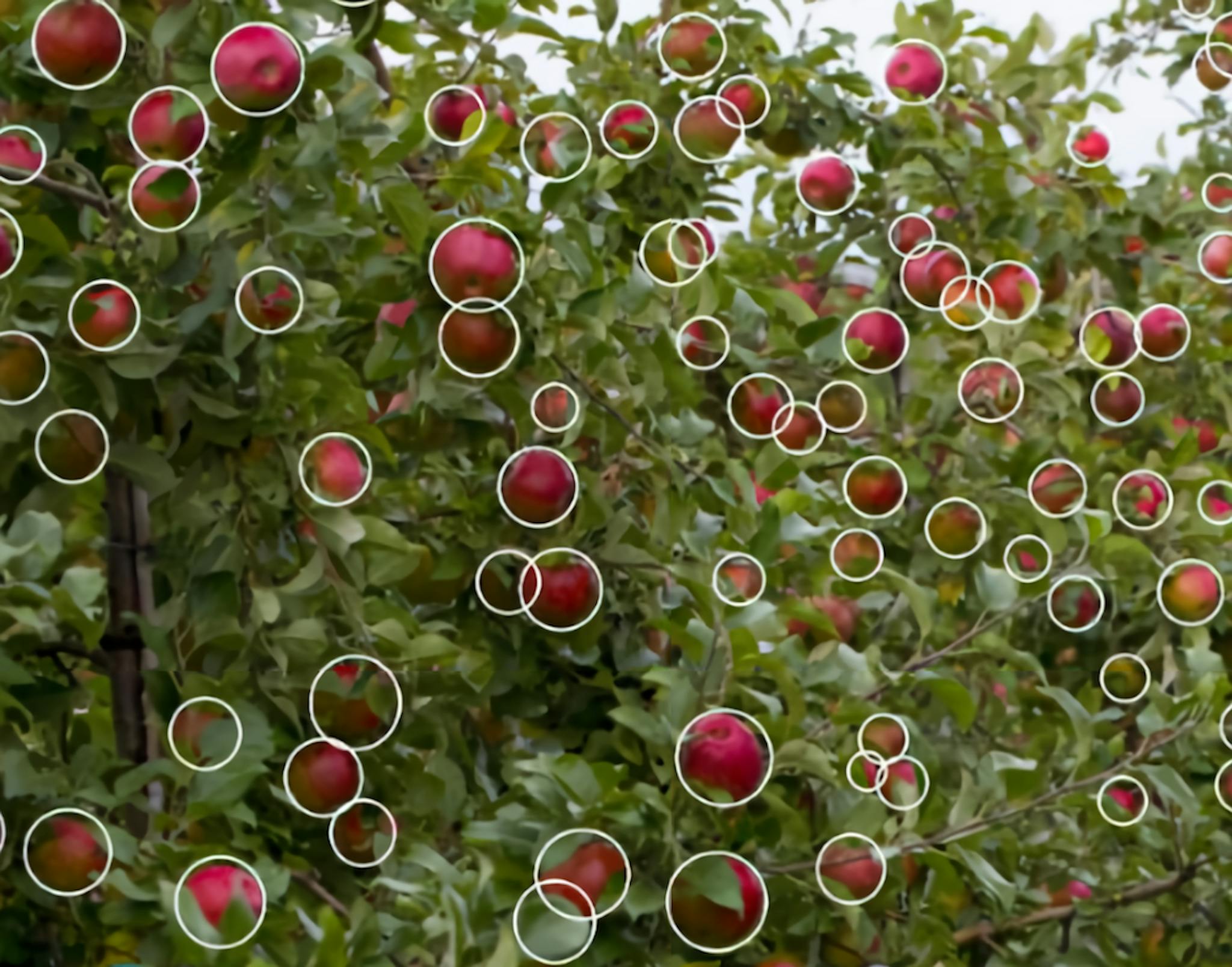 Orchard Robotics's FruitScope Vision that uses machine learning to provide information on health of the crops