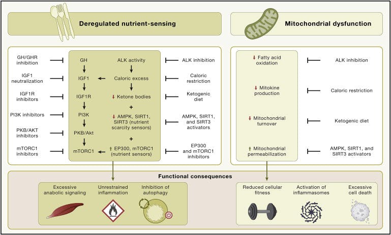 Metabolic alterations