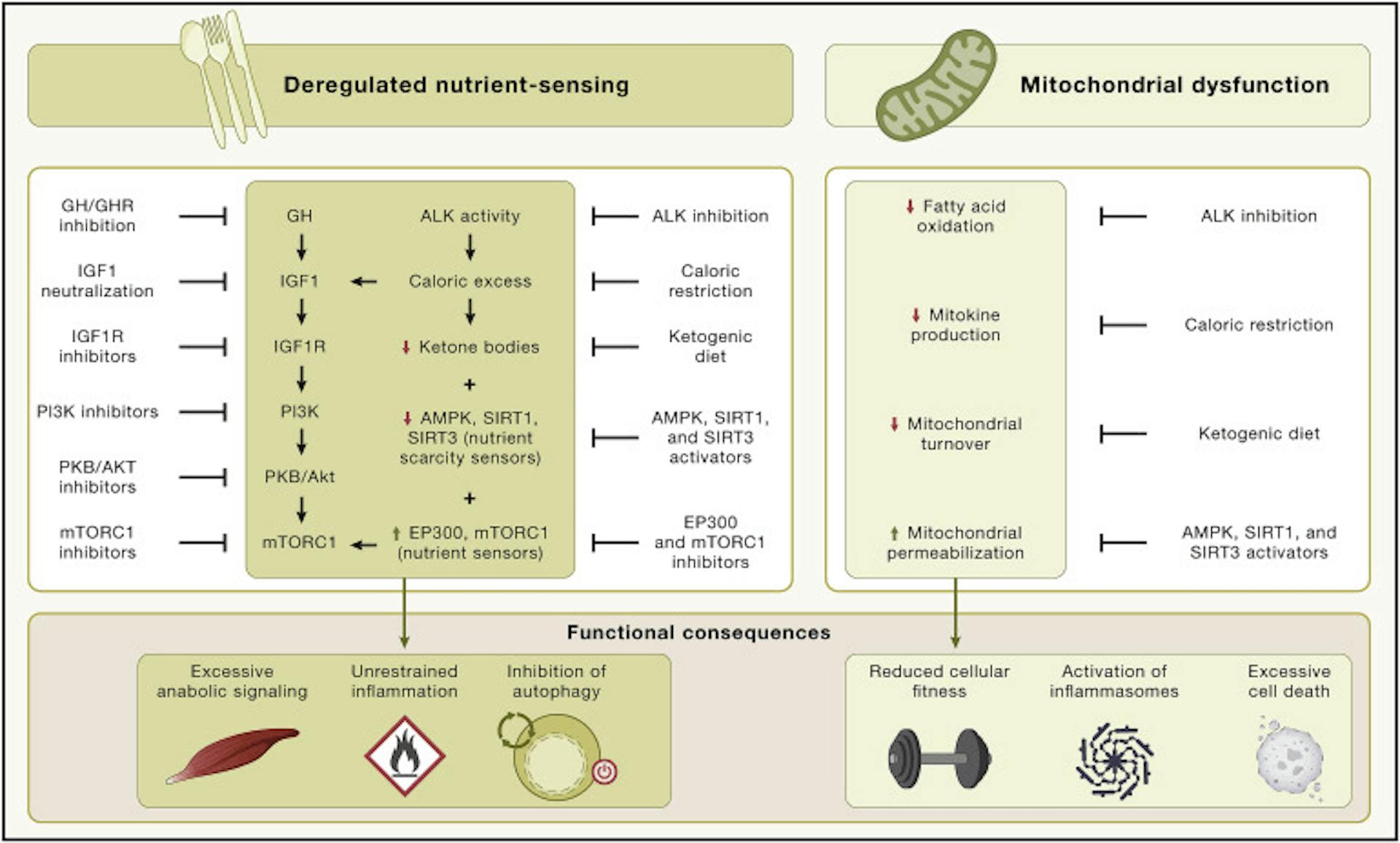 Metabolic alterations
