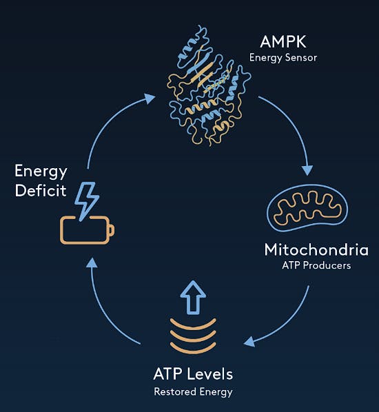 Amplifier's AMPK and mitochondria are key regulators of cellular metabolism