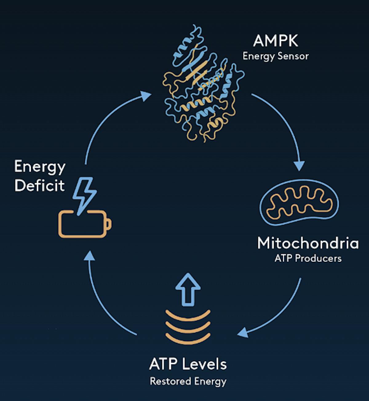 Amplifier's AMPK and mitochondria are key regulators of cellular metabolism
