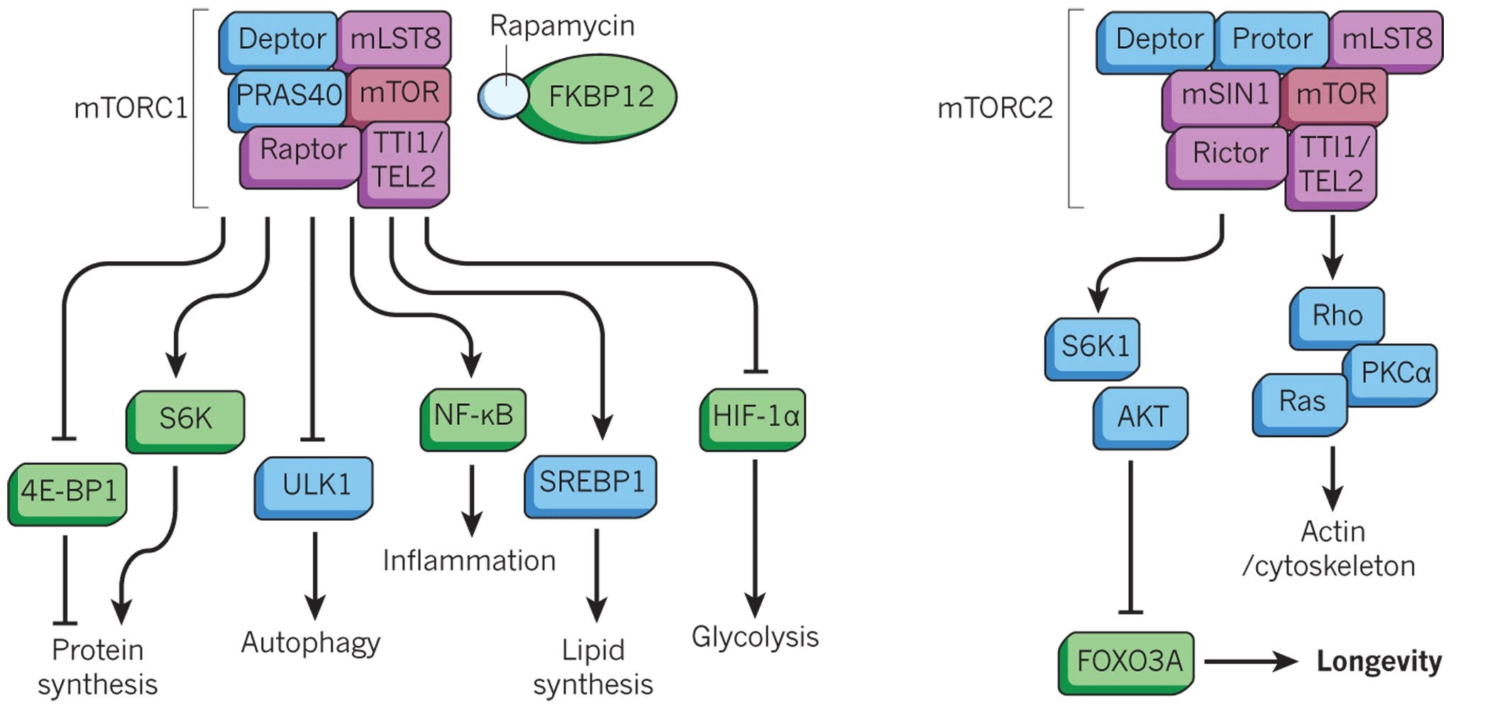 Tornado Therapeutics development of rapamycin analogs